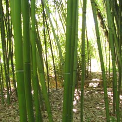 Bambou Phyllostachys rubromargin